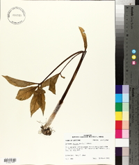 Arisaema dracontium image