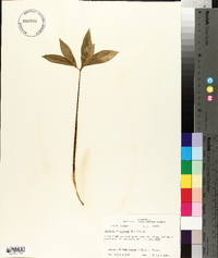 Arisaema dracontium image