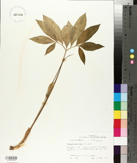 Arisaema dracontium image