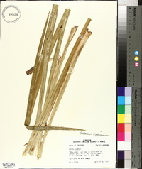 Acorus calamus image