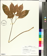 Arisaema dracontium image