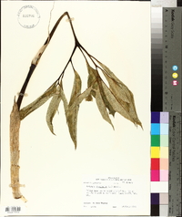 Arisaema dracontium image