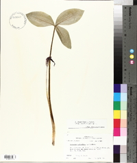 Arisaema triphyllum subsp. pusillum image