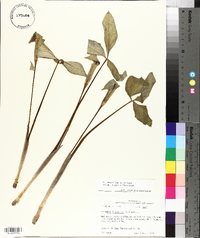 Arisaema pusillum image