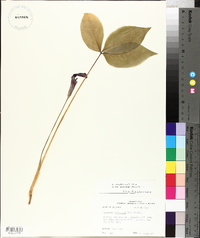 Arisaema pusillum image