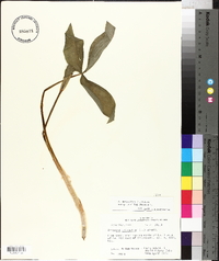 Arisaema pusillum image