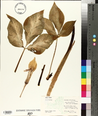 Arisaema triphyllum subsp. stewardsonii image