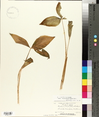 Arisaema triphyllum subsp. stewardsonii image