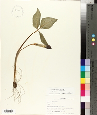 Arisaema triphyllum subsp. pusillum image