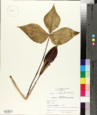 Arisaema triphyllum subsp. triphyllum image