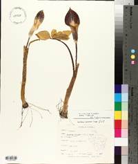 Arisaema triphyllum subsp. triphyllum image