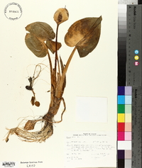 Calla palustris image