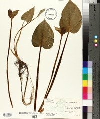 Calla palustris image