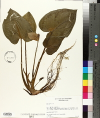 Calla palustris image