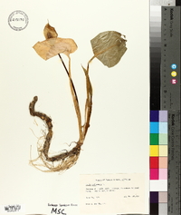 Calla palustris image