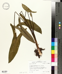 Peltandra sagittifolia image