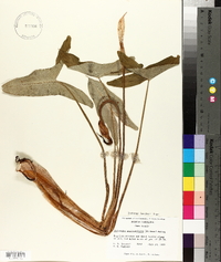 Peltandra sagittifolia image