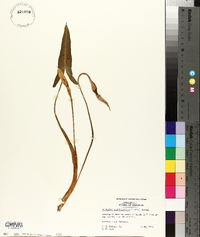 Peltandra sagittifolia image