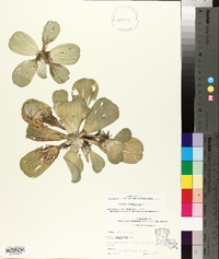 Pistia stratiotes image