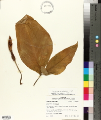 Syngonium podophyllum image