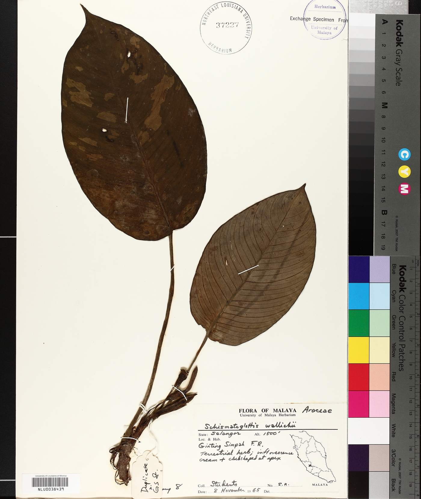 Schismatoglottis wallichii image