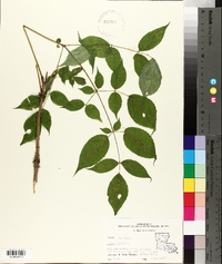 Aralia spinosa image