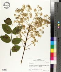 Aralia spinosa image