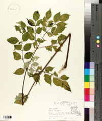 Aralia spinosa image