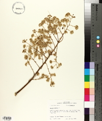 Aralia spinosa image