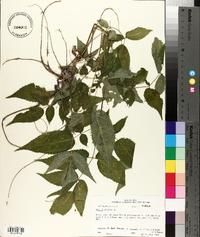 Aralia spinosa image