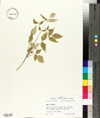 Aralia spinosa image