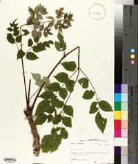 Aralia spinosa image