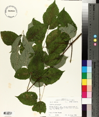 Aralia spinosa image