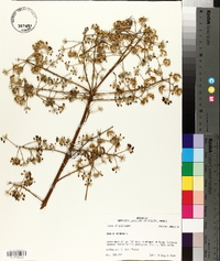 Aralia spinosa image