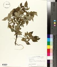 Aralia spinosa image