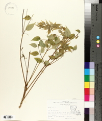 Aralia spinosa image