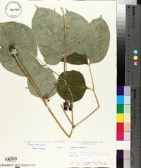 Aralia nudicaulis image