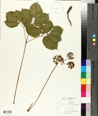 Aralia nudicaulis image