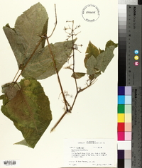 Aralia nudicaulis image