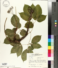 Aralia nudicaulis image