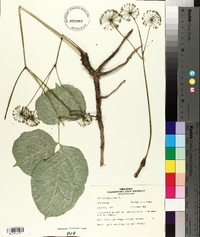 Aralia nudicaulis image