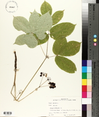 Aralia nudicaulis image