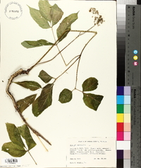 Aralia nudicaulis image