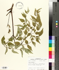 Aralia spinosa image