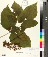 Aralia racemosa image