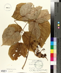 Aralia racemosa image