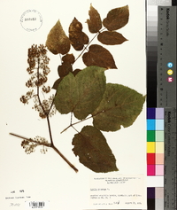 Aralia racemosa image