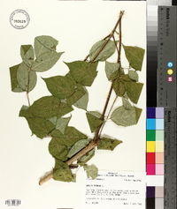 Aralia spinosa image