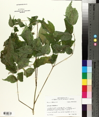 Aralia spinosa image