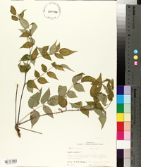 Aralia spinosa image